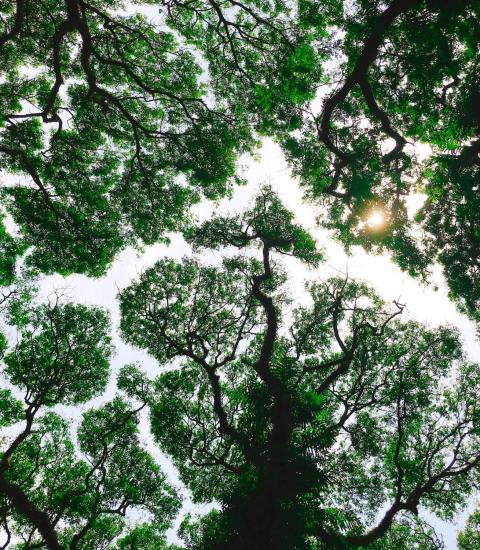 Forest canopy (environmental policy and law)