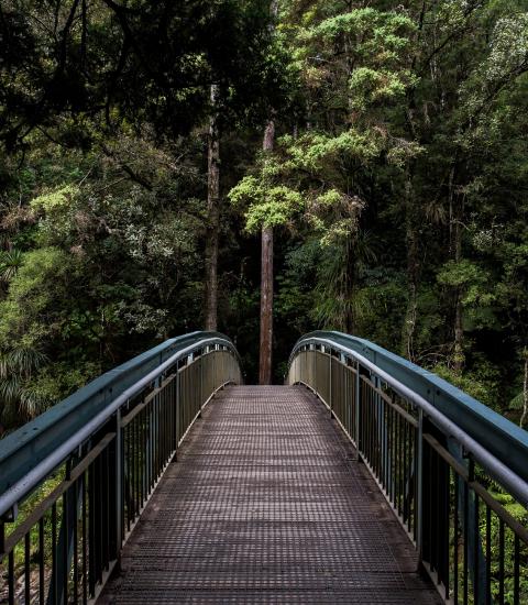 foot bridge leading into a lush, green forest