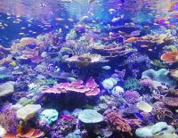 purple-hued photo of coral reef and colorful fish