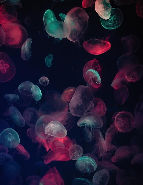 jellyfishes (environmental policy and law)
